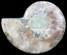 Polished Ammonite Fossil (Half) - Agatized #65003-1